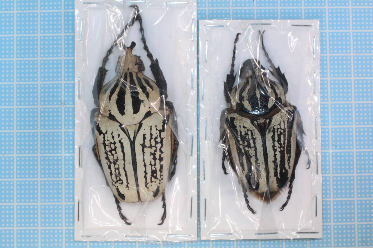 Yahoo!オークション -「オオツノハナムグリ」の落札相場・落札価格