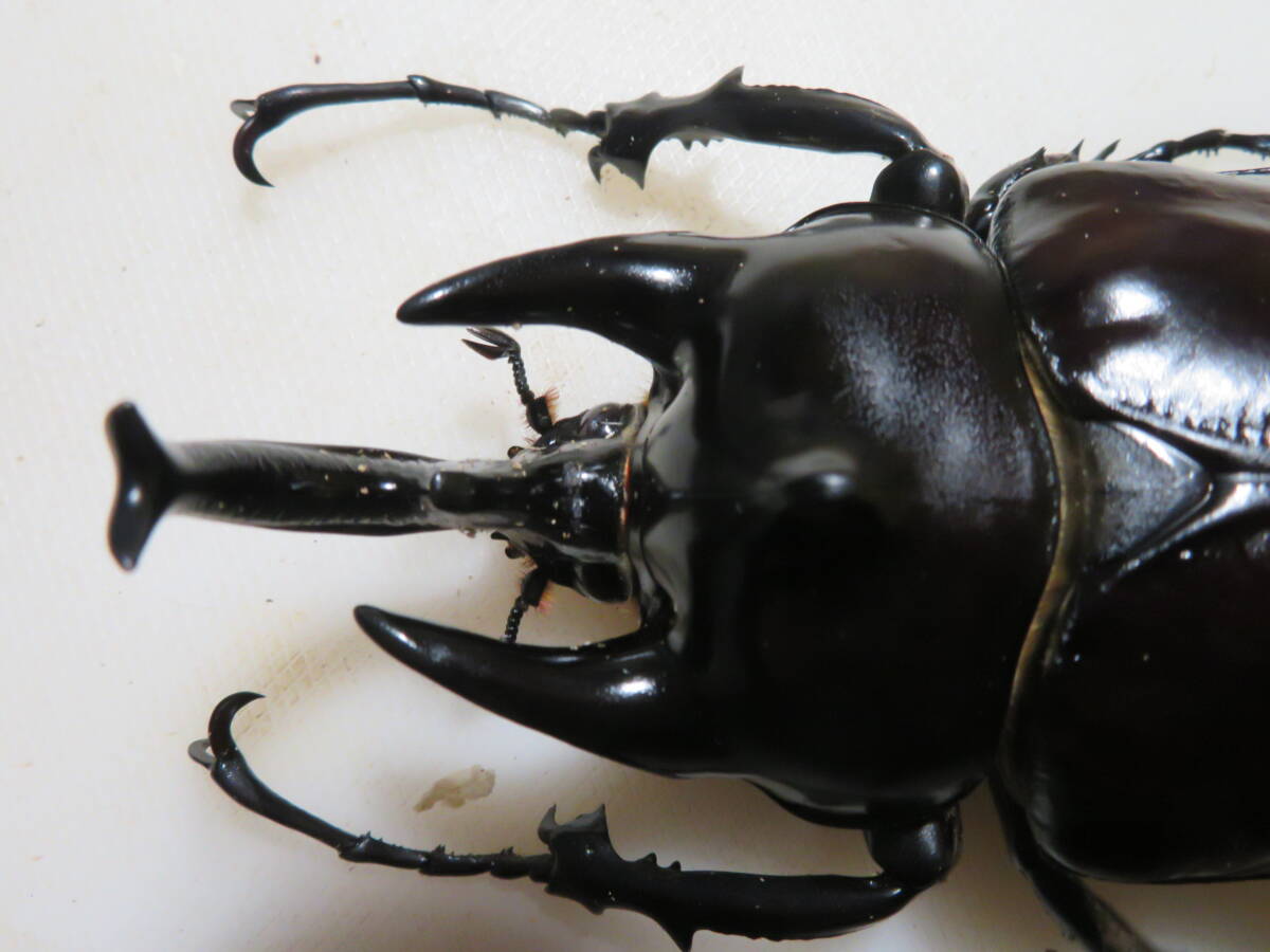 Yahoo!オークション -「アクティオンゾウカブト」(外国産) (成虫)の