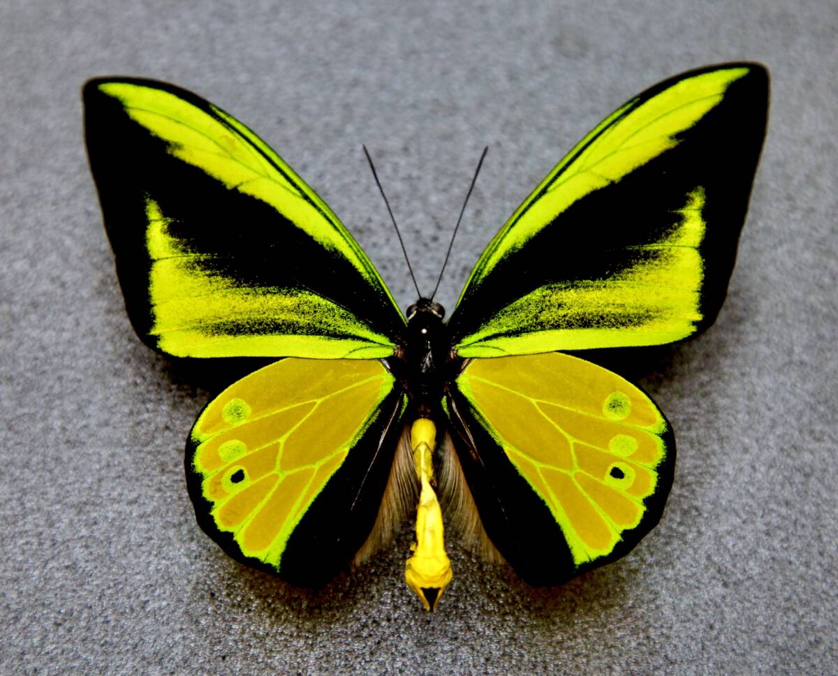 Yahoo!オークション -「標本 トリバネアゲハ」の落札相場・落札価格