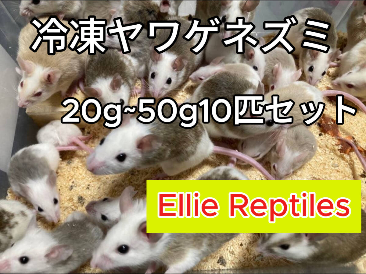 Yahoo!オークション -「ヤワゲネズミ」の落札相場・落札価格