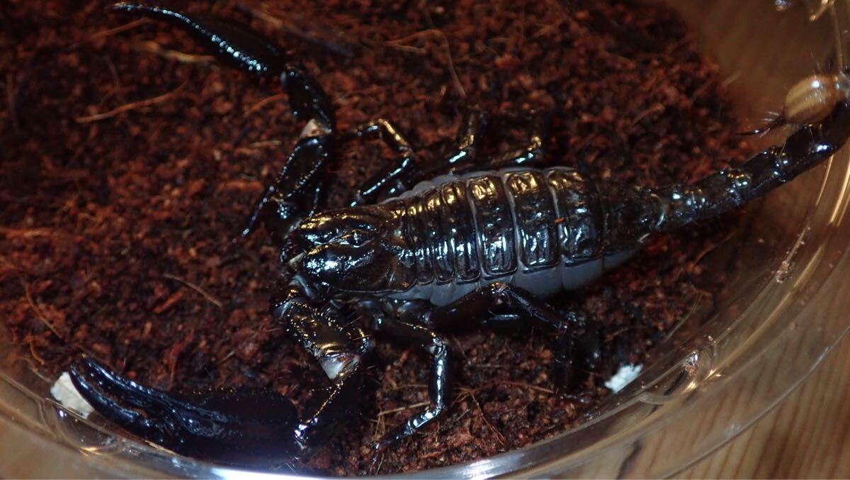 2026年最新】スコーピオン(Scorpion)の商品が勢揃い！- Yahoo!オークション