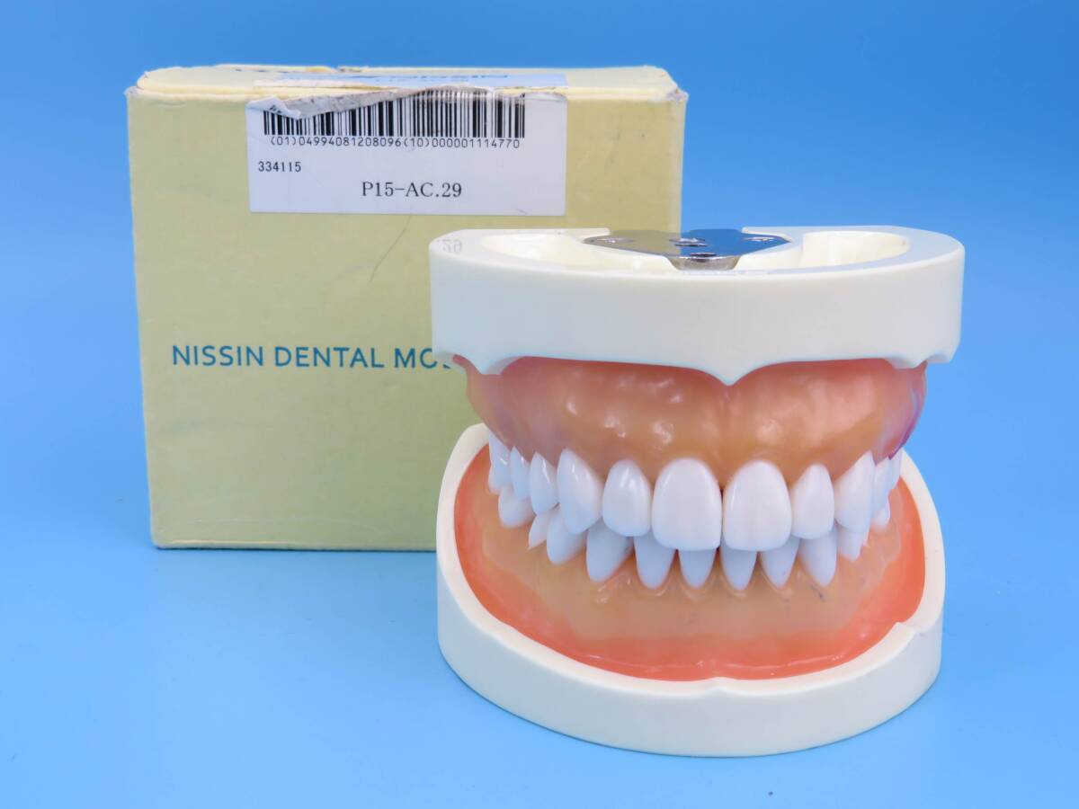 2026年最新】Yahoo!オークション -ニッシン 顎模型の中古品・新品・未