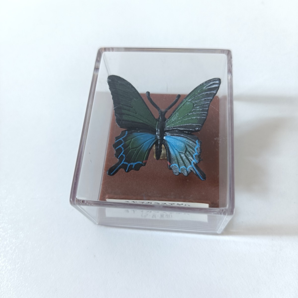 2026年最新】Yahoo!オークション -カラスアゲハ 標本の中古品・新品