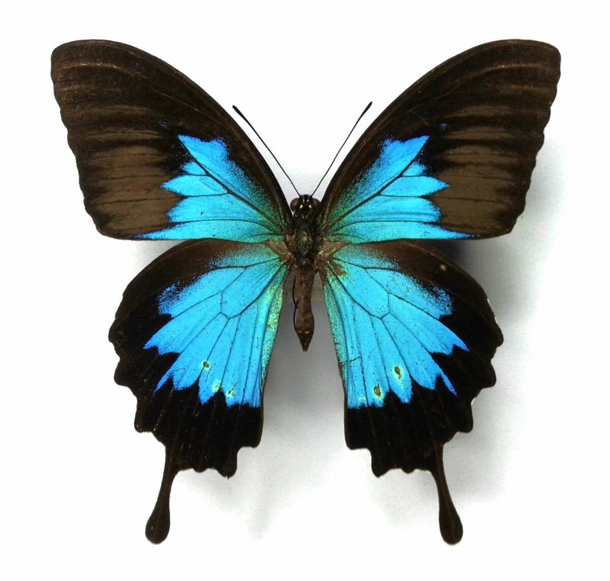 Yahoo!オークション -「蝶 標本」(虫類) (ペット用品)の落札相場・落札価格