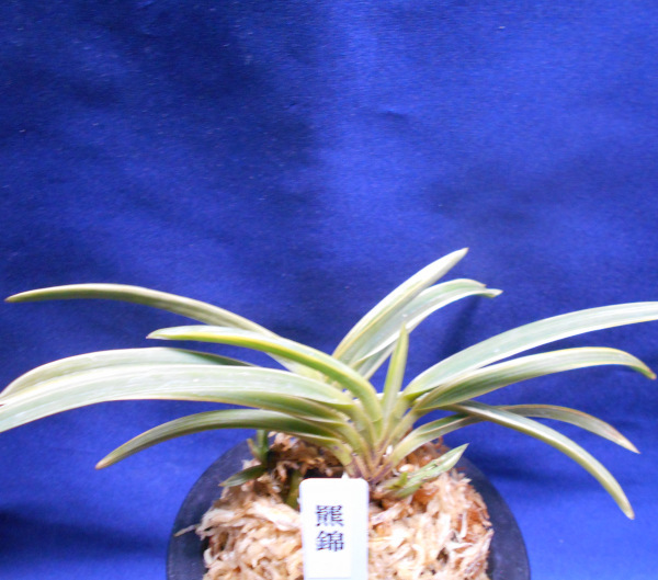 Yahoo!オークション -「富貴蘭 羆」の落札相場・落札価格