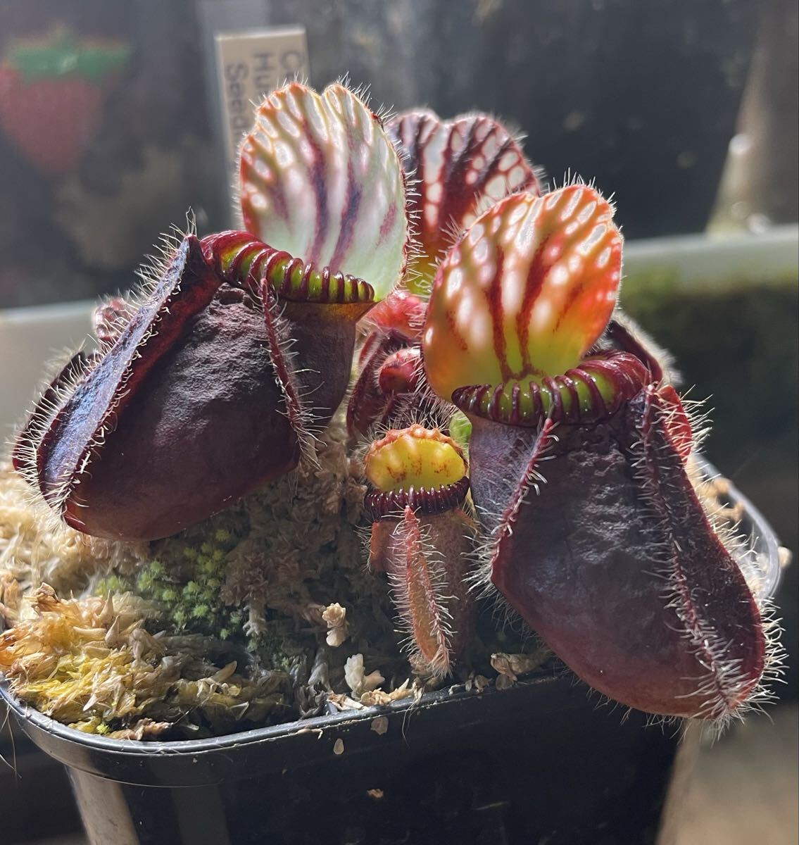 Yahoo!オークション -「ハマーズ」の落札相場・落札価格