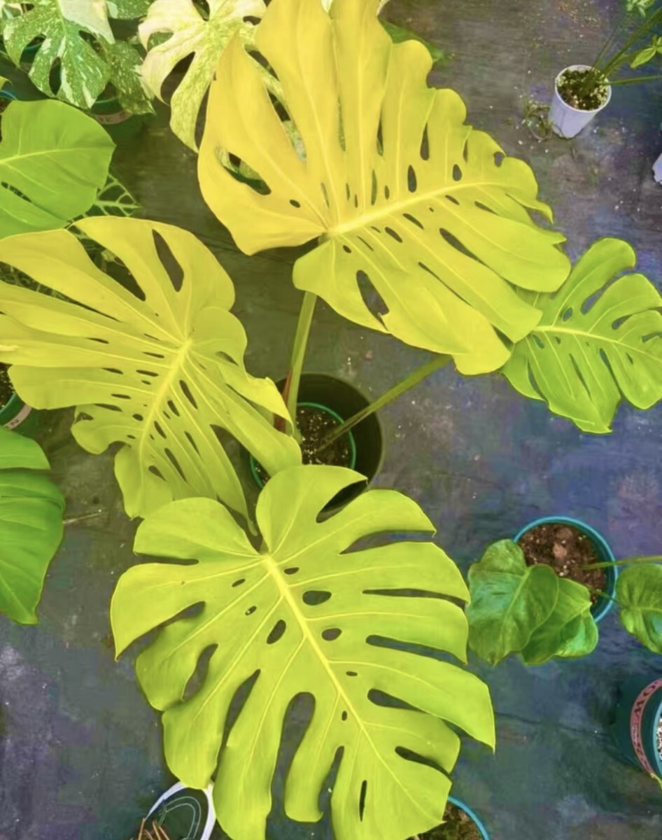 Yahoo!オークション -「moon」(モンステラ) (観葉植物)の落札相場