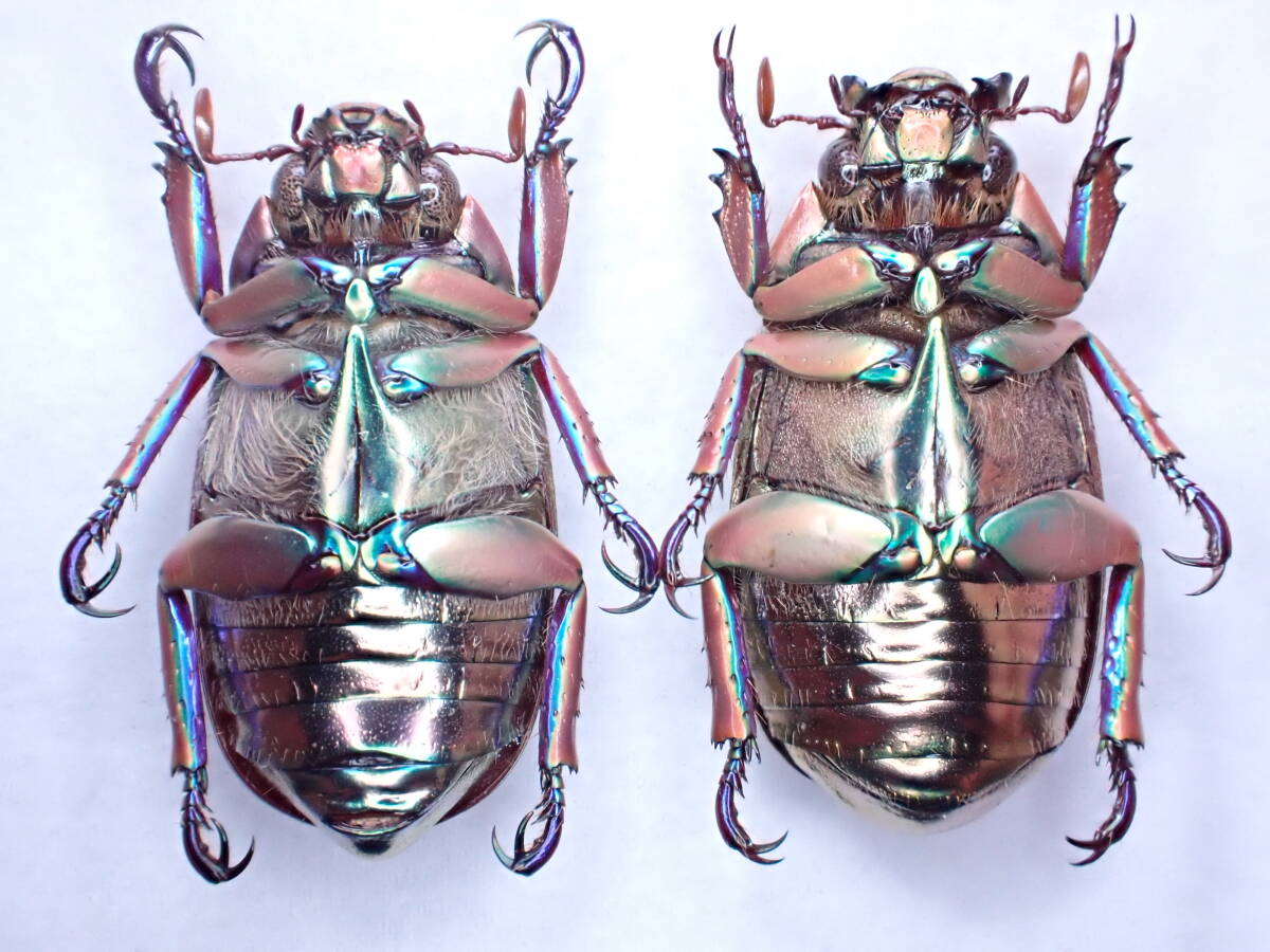 Yahoo!オークション -「プラチナコガネ」(その他) (虫類)の落札相場