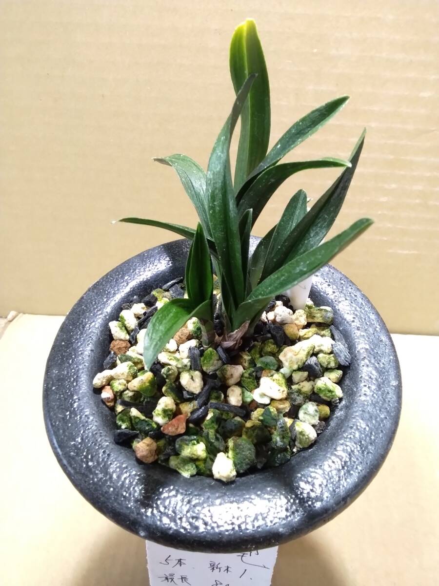 Yahoo!オークション -「韓国春蘭チャボ」(花、園芸) の落札相場・落札価格