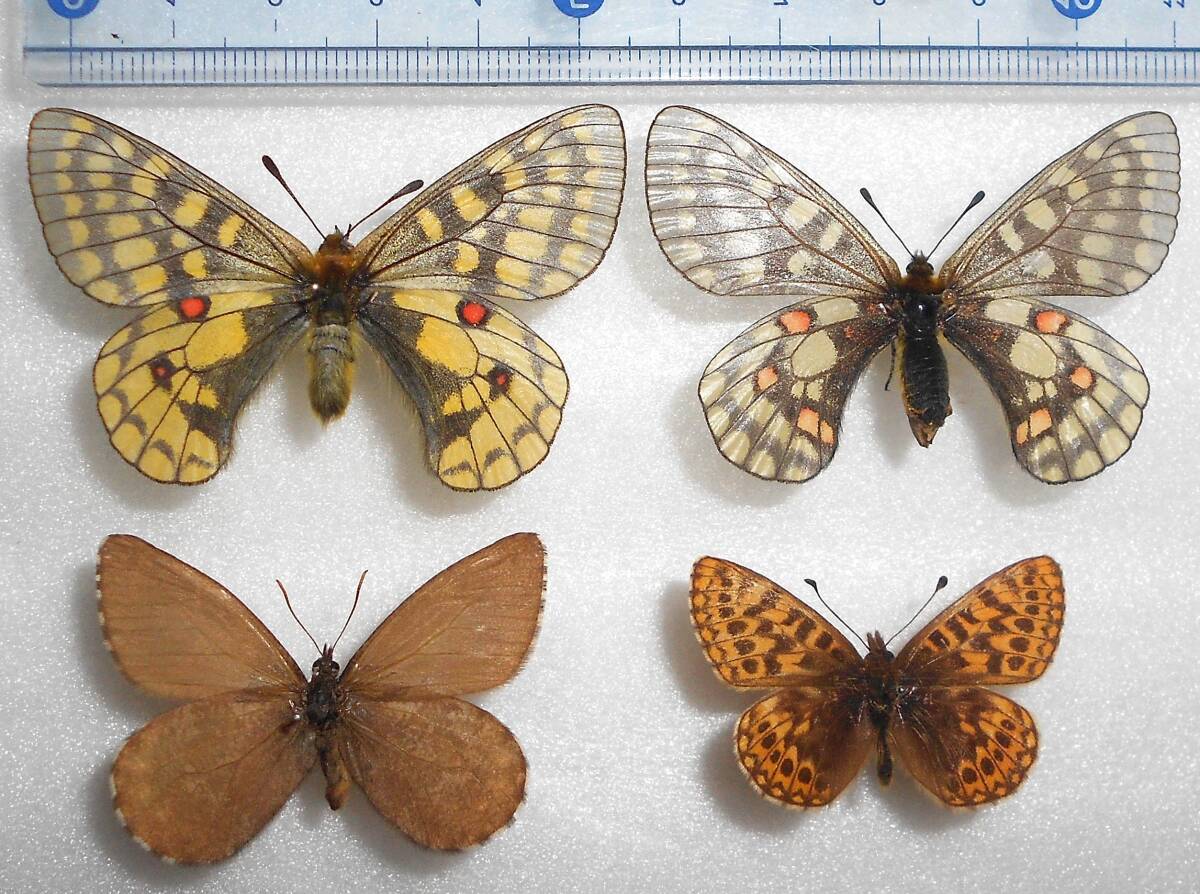 規制前採集品 大雪山 ウスバキチョウ ♂A級品 規制前採集品 大雪山