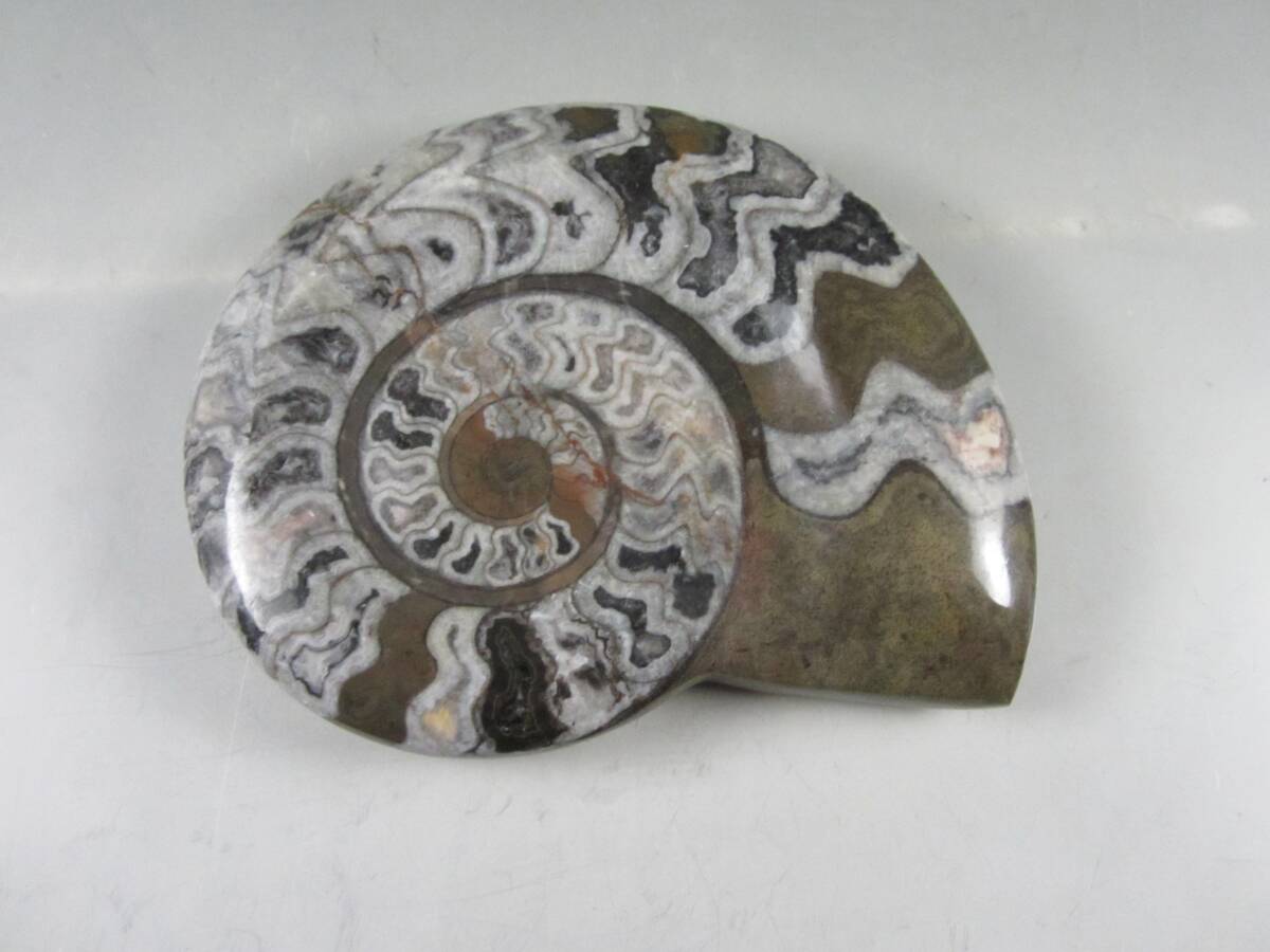 Yahoo!オークション -「アンモナイト化石」(化石) (科学、自然)の落札