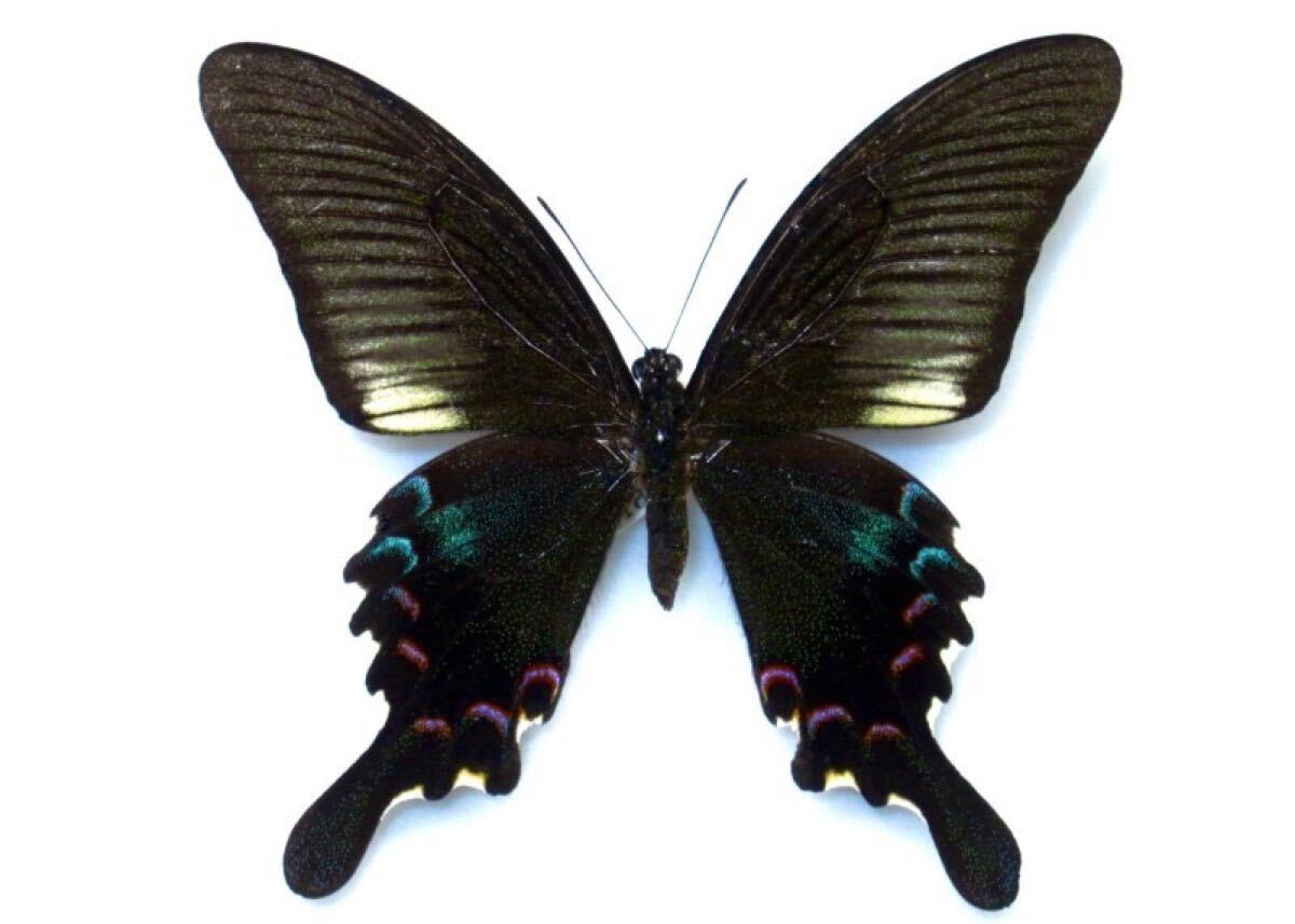 Yahoo!オークション -「クジャクアゲハ」の落札相場・落札価格