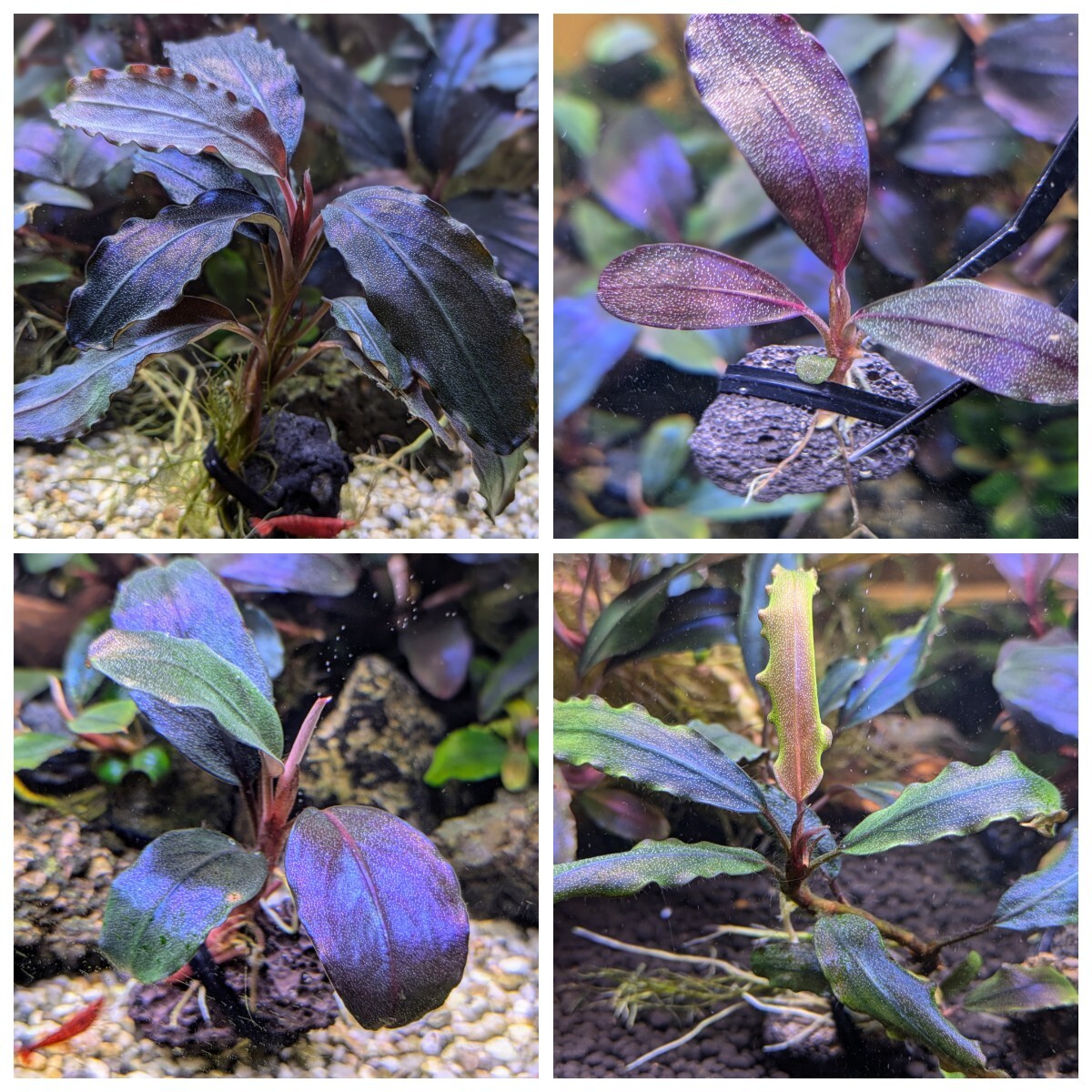 Yahoo!オークション -「bucephalandra」の落札相場・落札価格