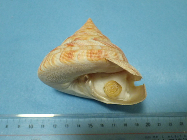 Yahoo!オークション -「貝標本オキナエビス」の落札相場・落札価格