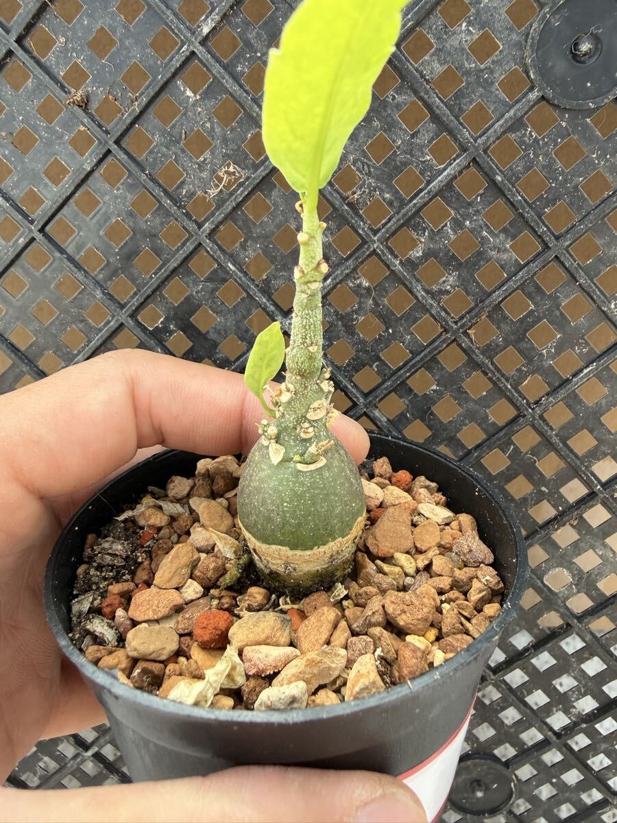 Yahoo!オークション -「アデニアペチュエリー」(その他) (観葉植物)の