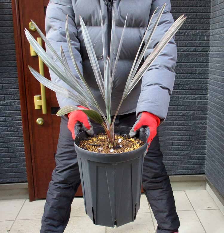 Yahoo!オークション -「ビスマルキア ノビリス」(ヤシ) (観葉植物)の