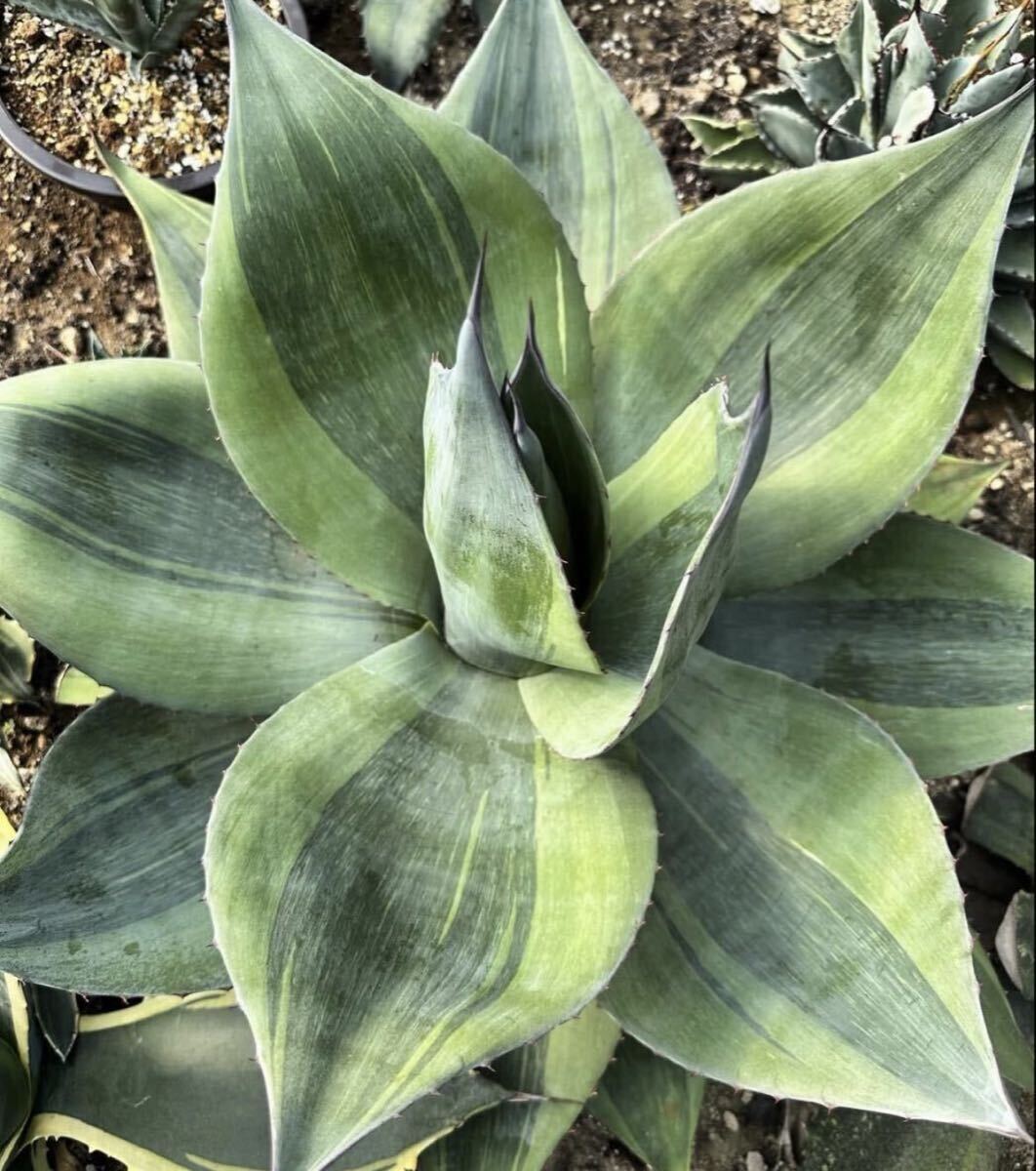 Yahoo!オークション -「オバティフォリアキラー」(花、園芸) の落札