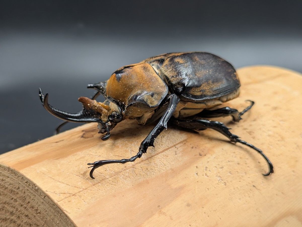 Yahoo!オークション -「ノゲイラゾウカブト」の落札相場・落札価格