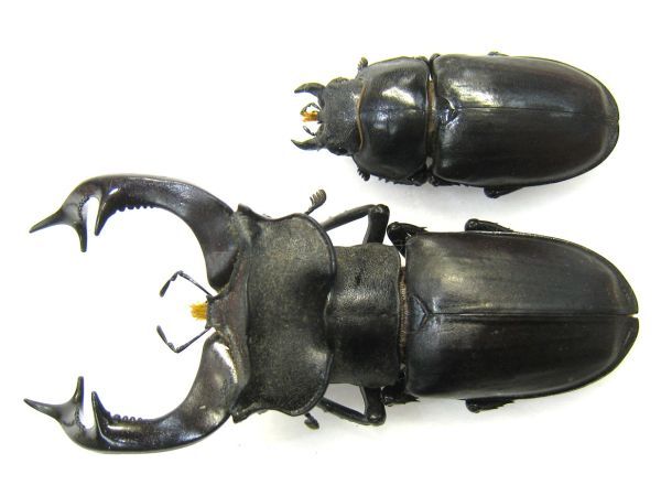 Yahoo!オークション -「ヨーロッパミヤマ」(その他) (虫類)の落札相場