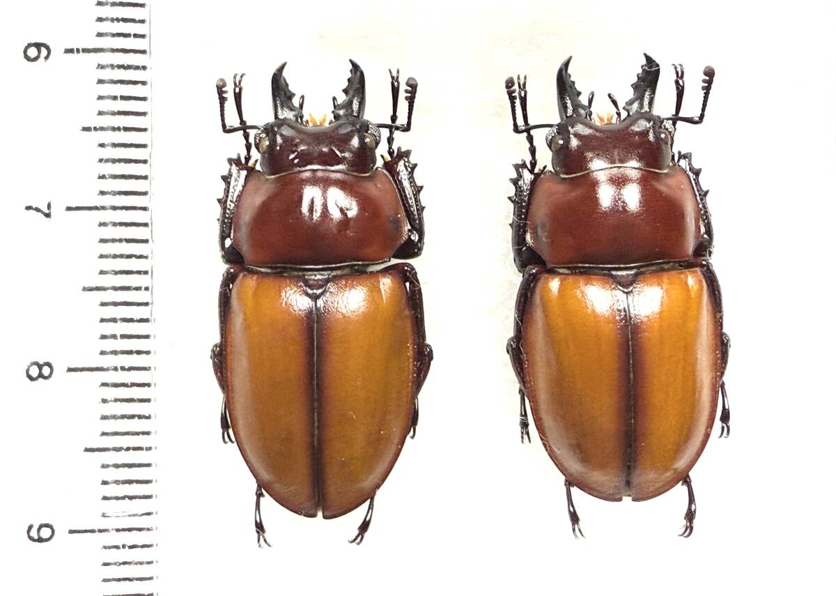 Yahoo!オークション -「チャイロマルバネクワガタ」の落札相場・落札価格