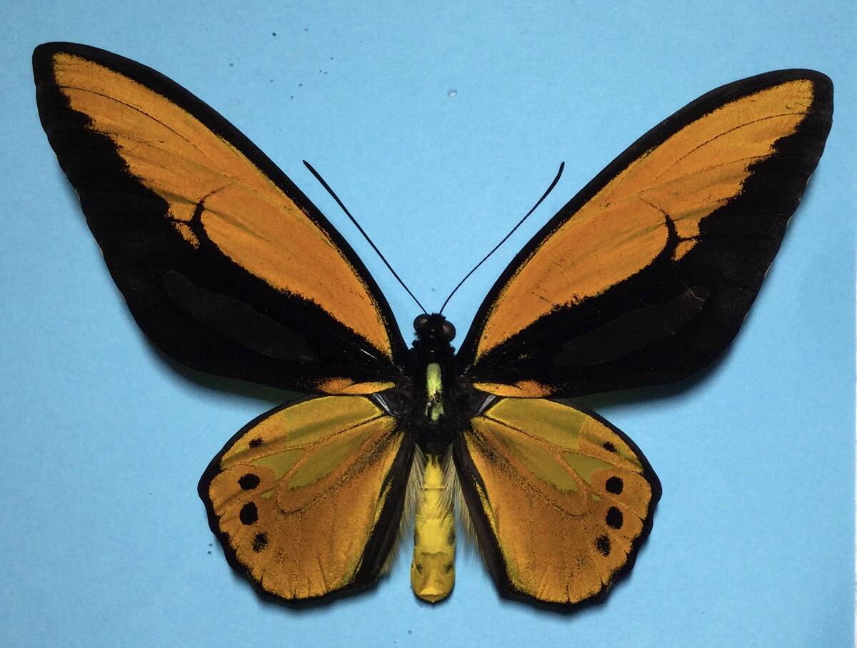 Yahoo!オークション -「トリバネアゲハ」(ペット用品) の落札相場