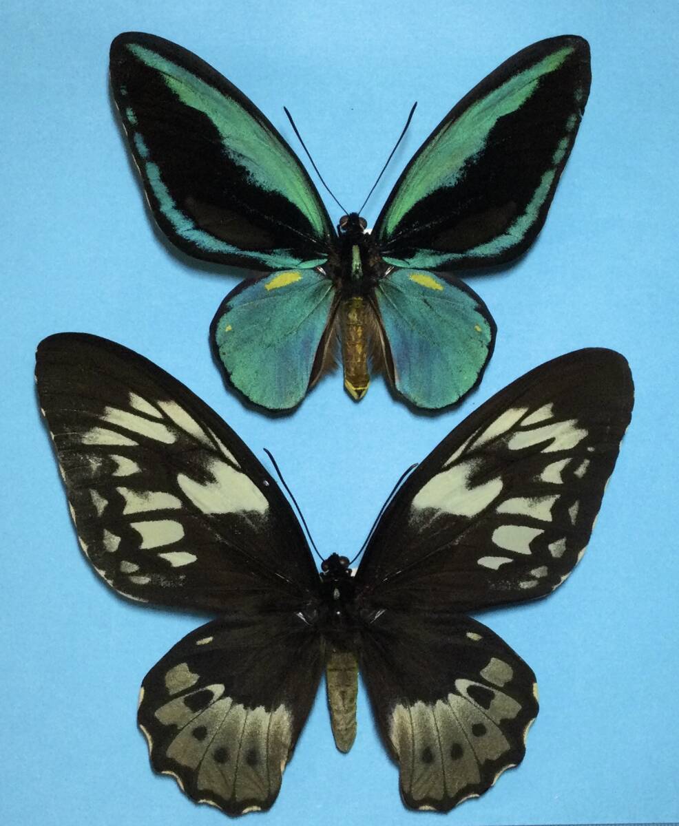 Yahoo!オークション -「標本 トリバネアゲハ」の落札相場・落札価格