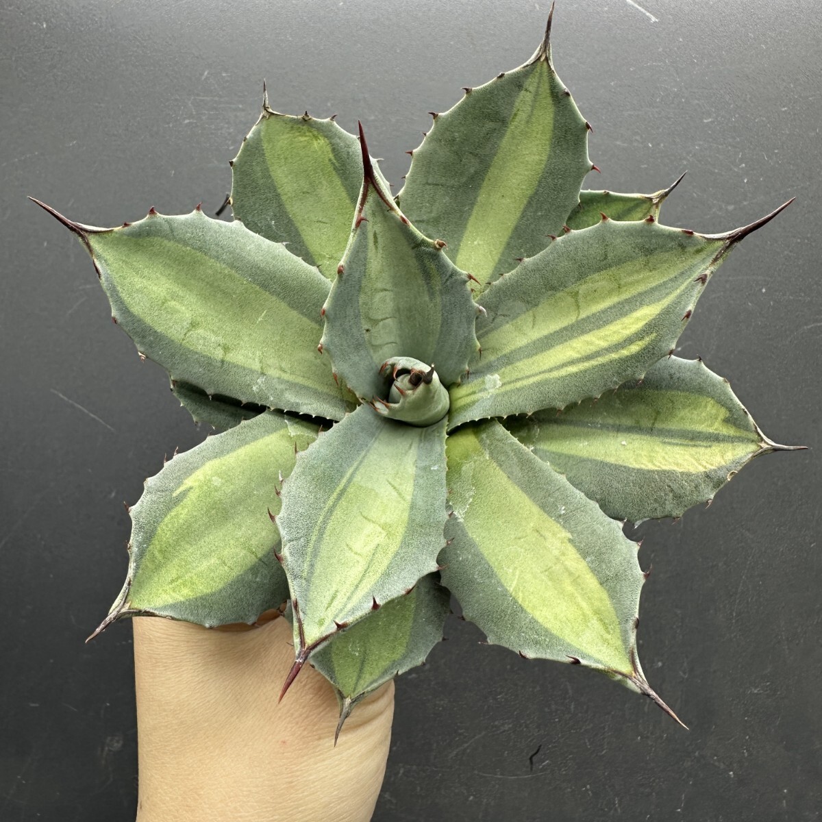 Yahoo!オークション -「アガベ パリー 斑入り」(観葉植物) の落札相場