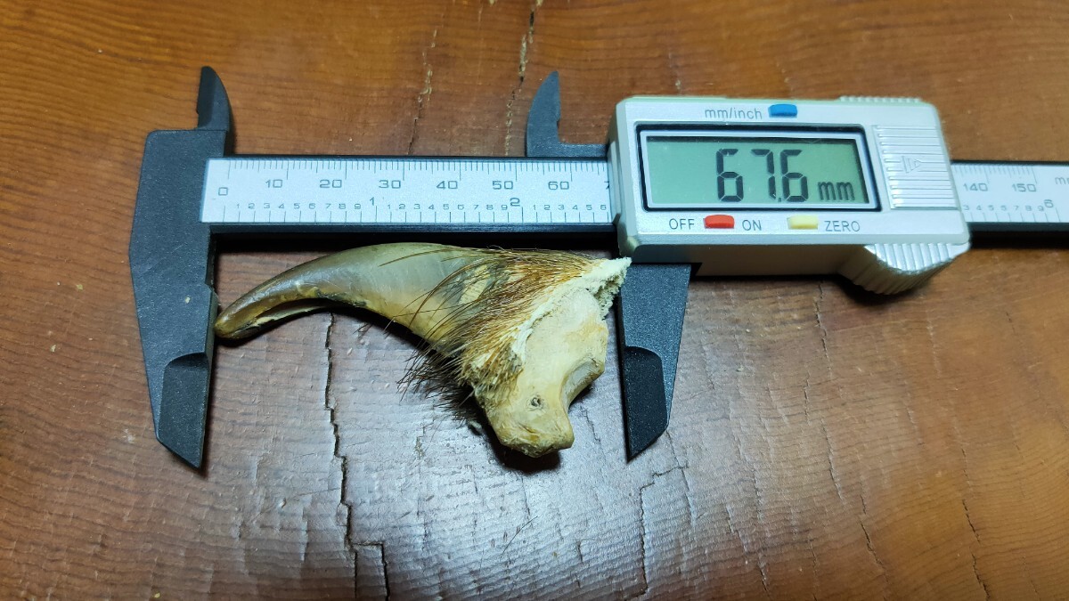 2026年最新】Yahoo!オークション -熊 爪の中古品・新品・未使用品一覧