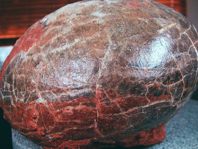 Yahoo!オークション -「ハドロサウルス」の落札相場・落札価格