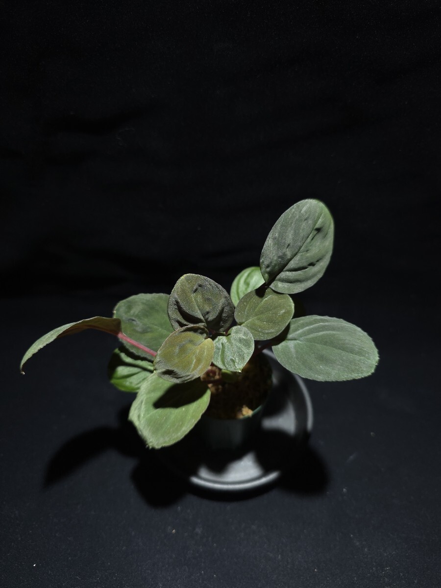 Yahoo!オークション -「ホマロメナ homalomena」(その他) (観葉植物)の