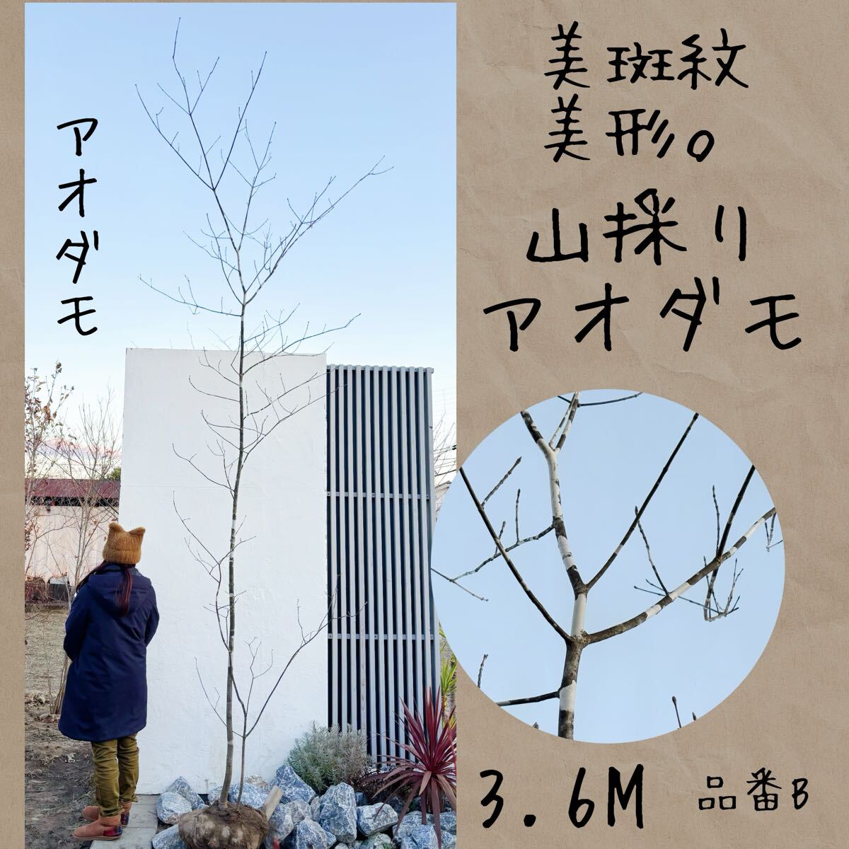 2026年最新】Yahoo!オークション -アオダモ(花、園芸)の中古品・新品