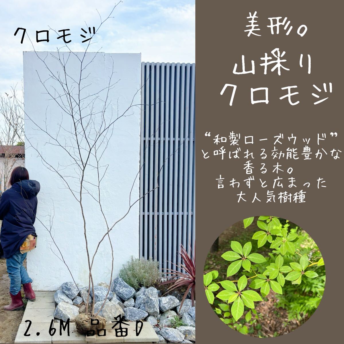 2026年最新】Yahoo!オークション -山採り(植木、庭木)の中古品・新品