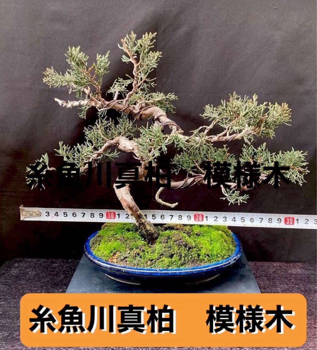 Yahoo!オークション - 「亦盆栽」小品盆栽 文人 糸魚川真柏