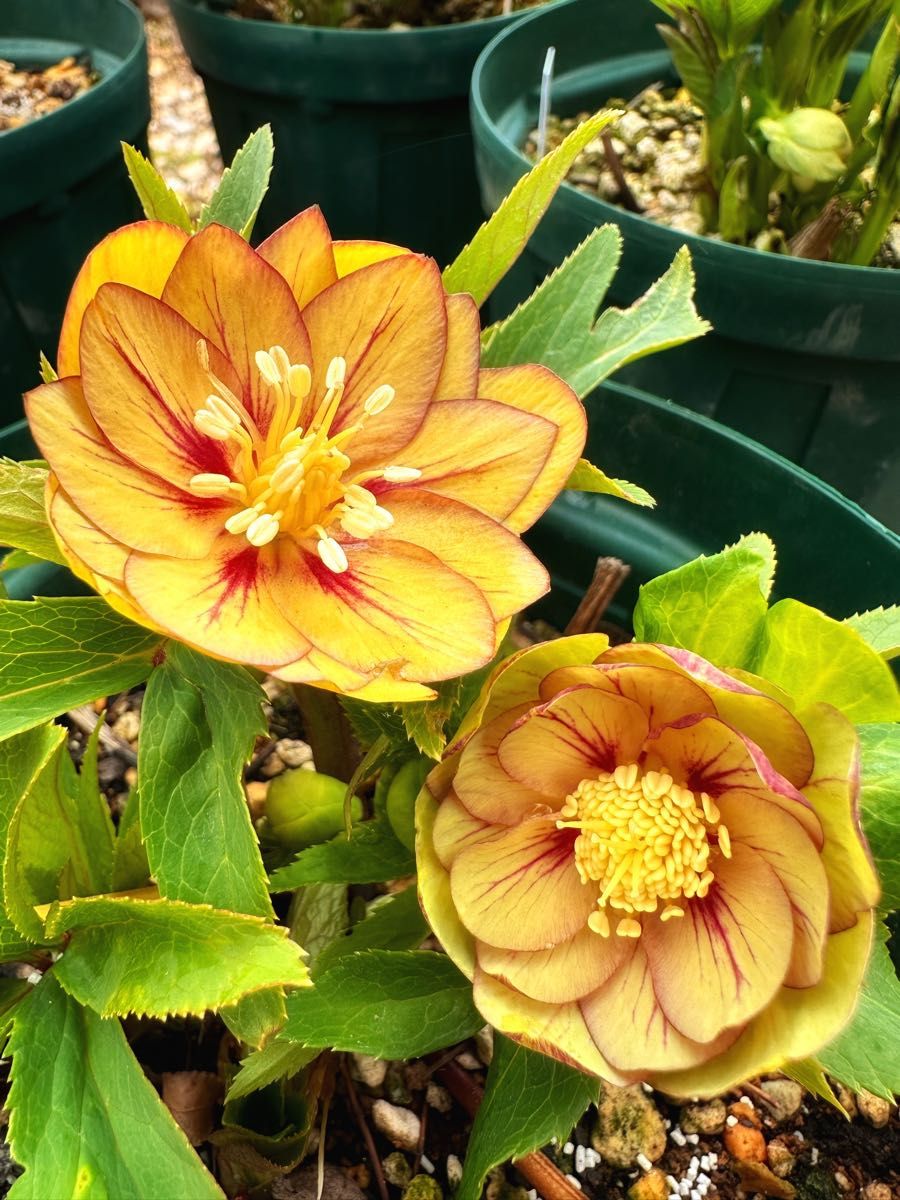 クリスマスローズ ノスタルジアdd 交配苗 大木ナーサリー｜Yahoo