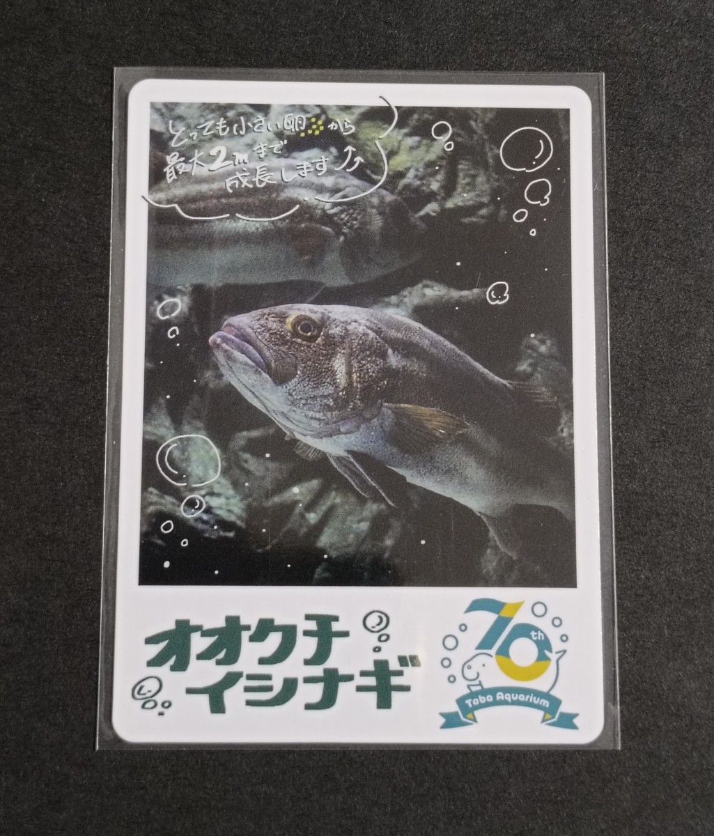 鳥羽水族館 TOBA AQUARIUMコレクションカード レア ラッコ キラメイ