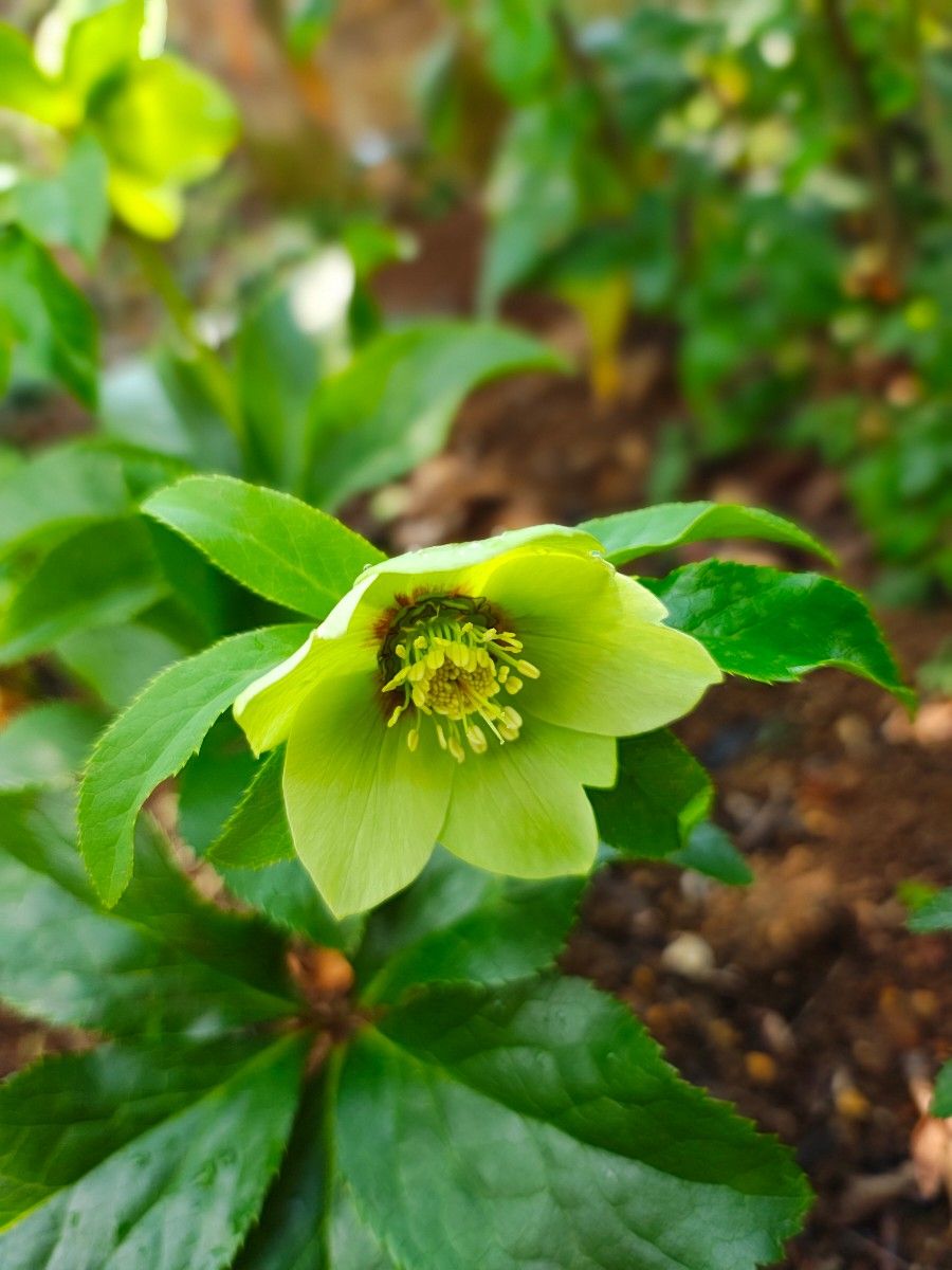 クリスマスローズ 大木ナーセリー 原種交配 小輪｜Yahoo!フリマ（旧