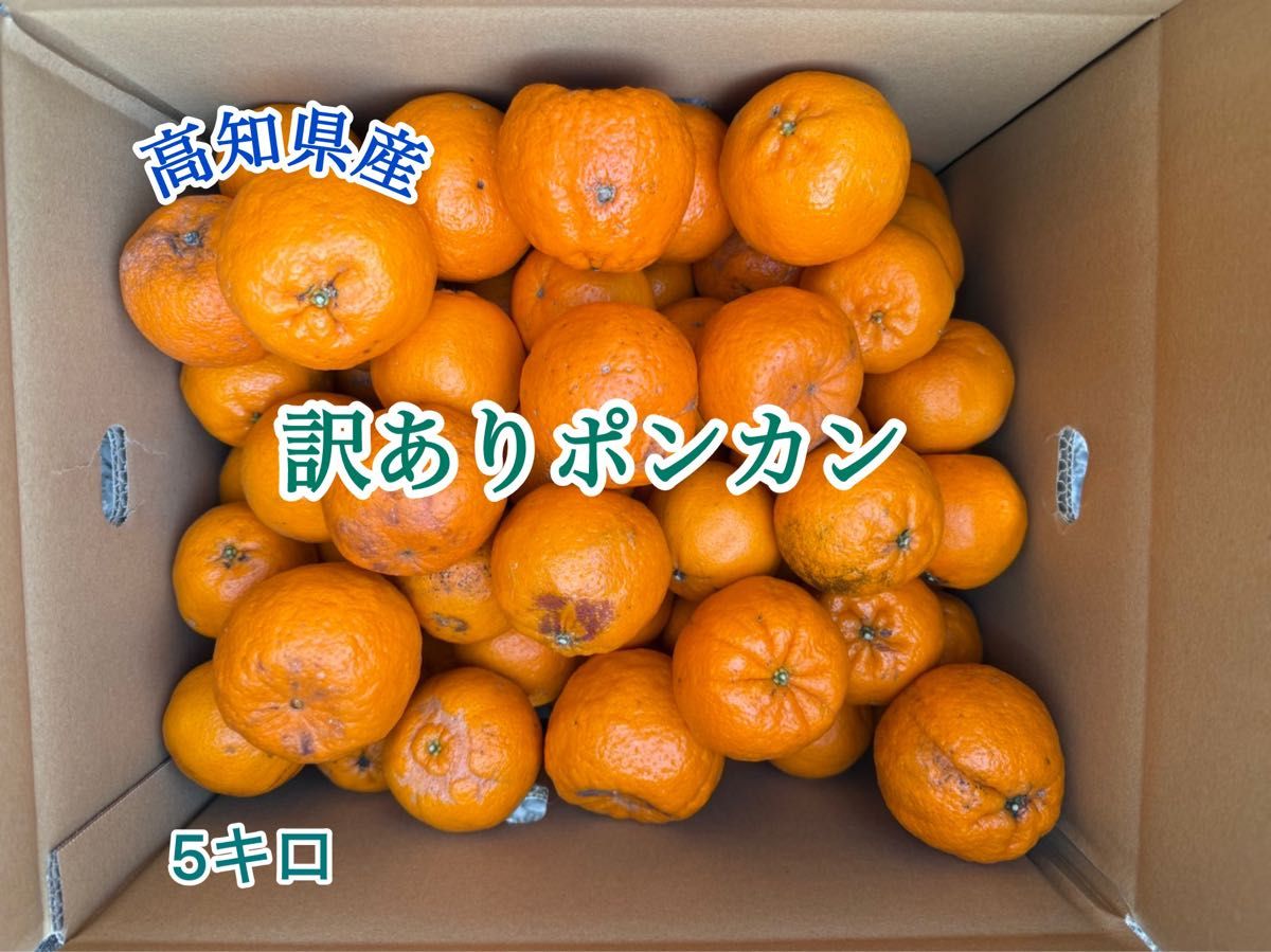 20 ポンカン 天草産 規格外 ご家庭用 箱込みで20kg以上 送料込み 箱は