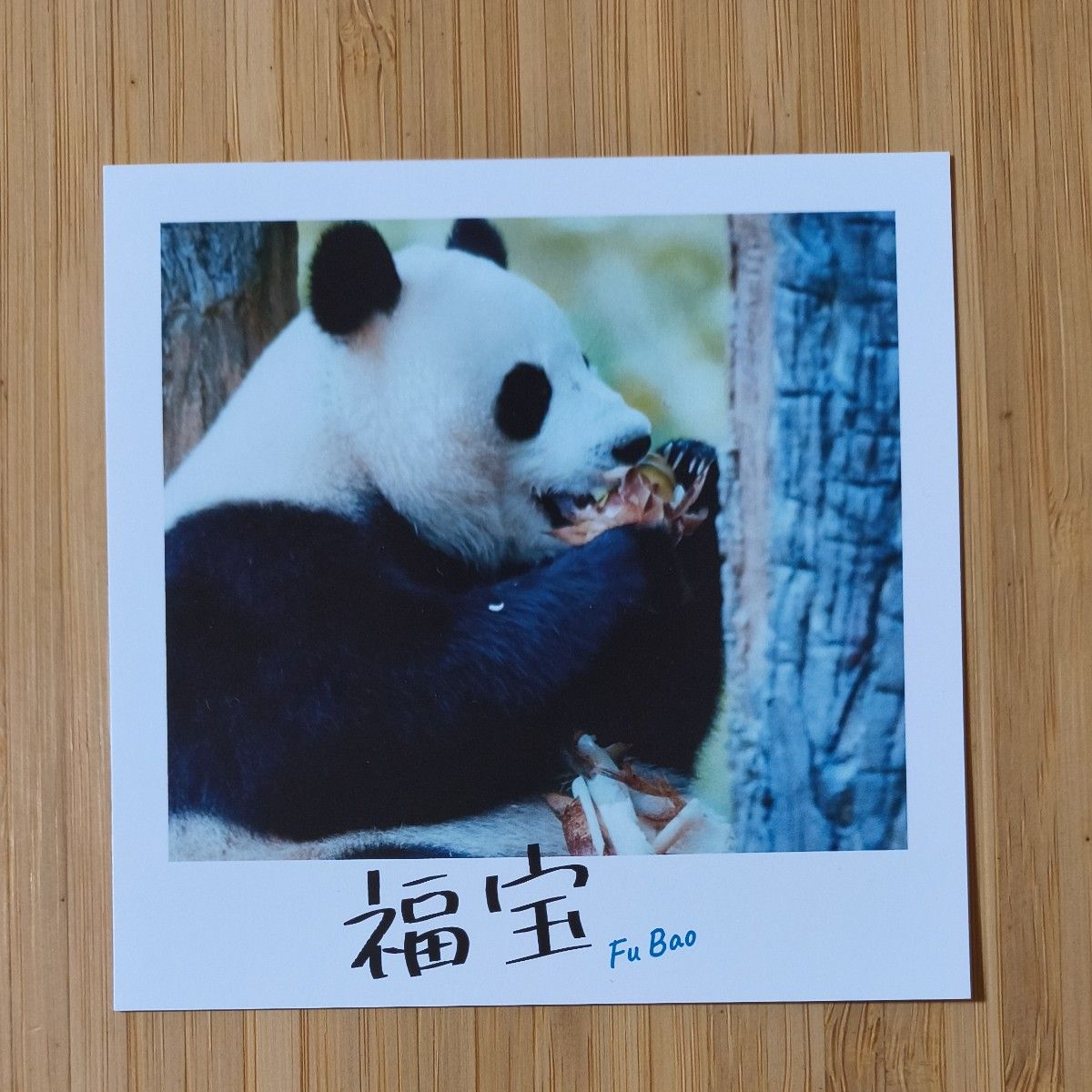 映画 パンダのすごい世界 入場者特典 チェキ風カード｜Yahoo!フリマ