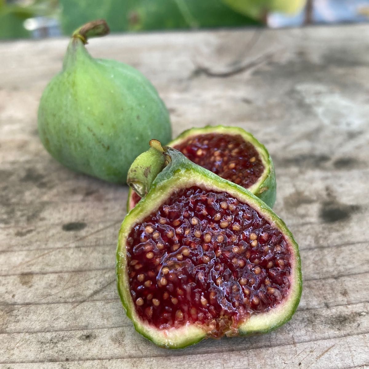 masa555さま専用】パニーノ Panino イチジク苗 発根確認済｜Yahoo