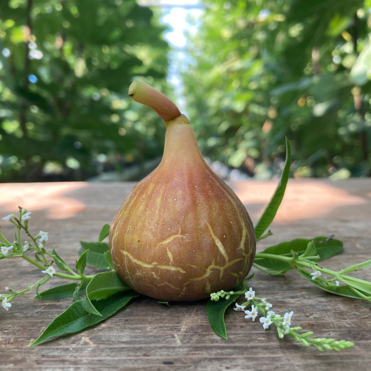 Das Far La Figuera 穂木 イチジク｜Yahoo!フリマ（旧PayPayフリマ）