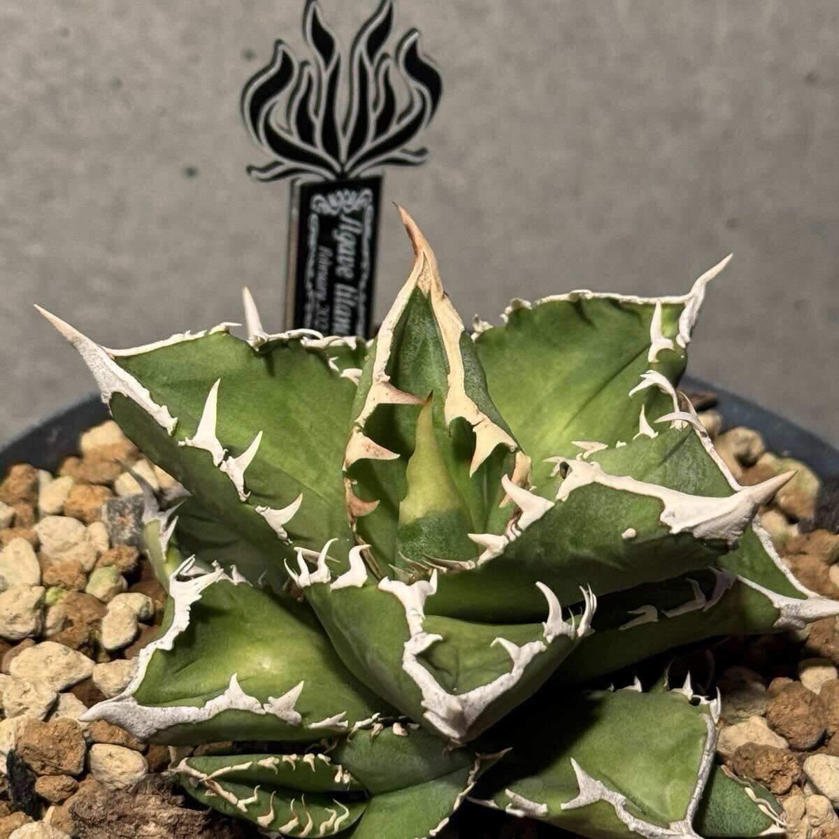 Yahoo!オークション -「アガベ ivory w.a」の落札相場・落札価格