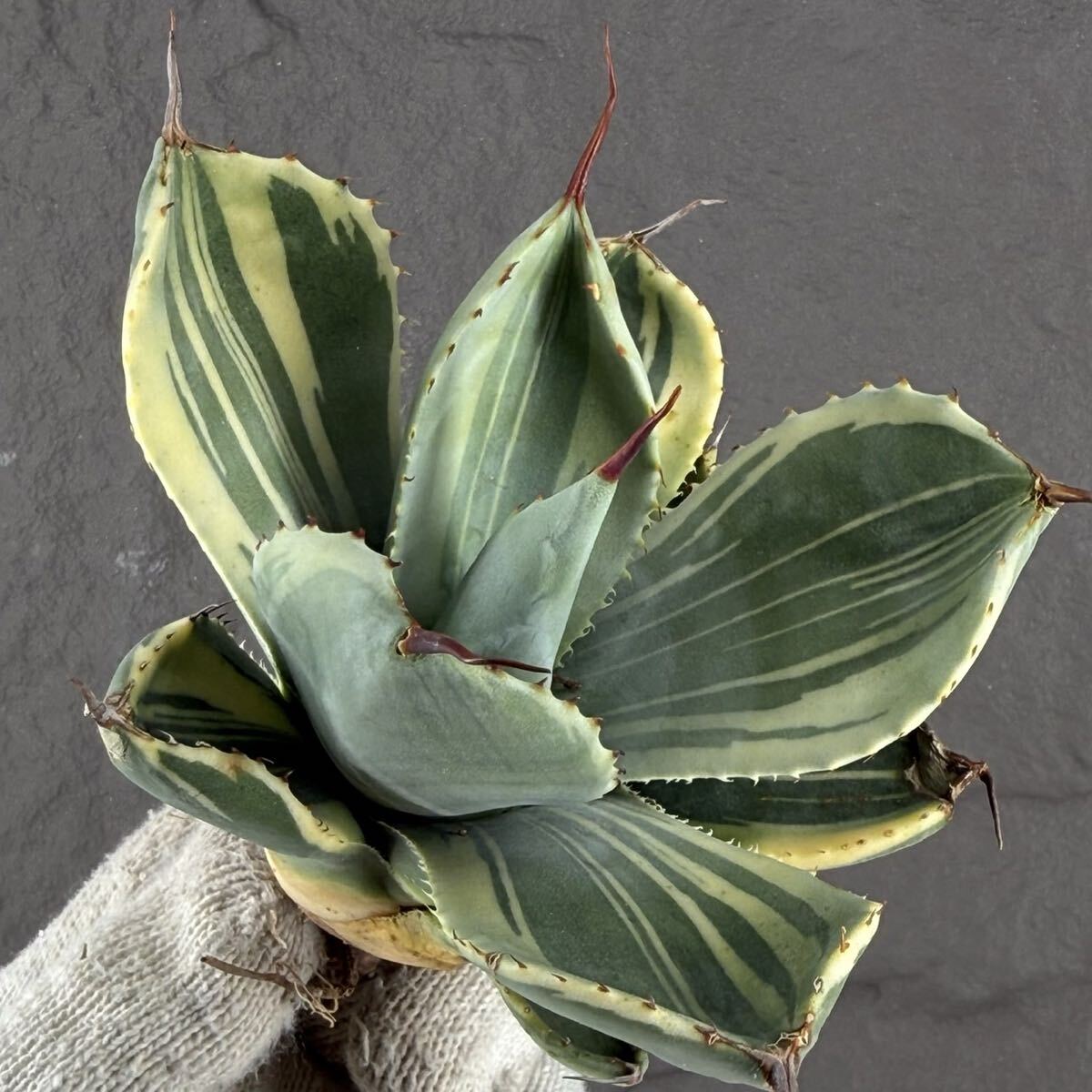 Yahoo!オークション -「アガベ パリー トランカータ」(アガベ) (観葉