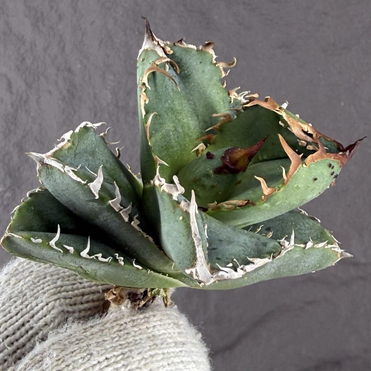 2026年最新】Yahoo!オークション -アガベ チタノタ ブツブツの中古品