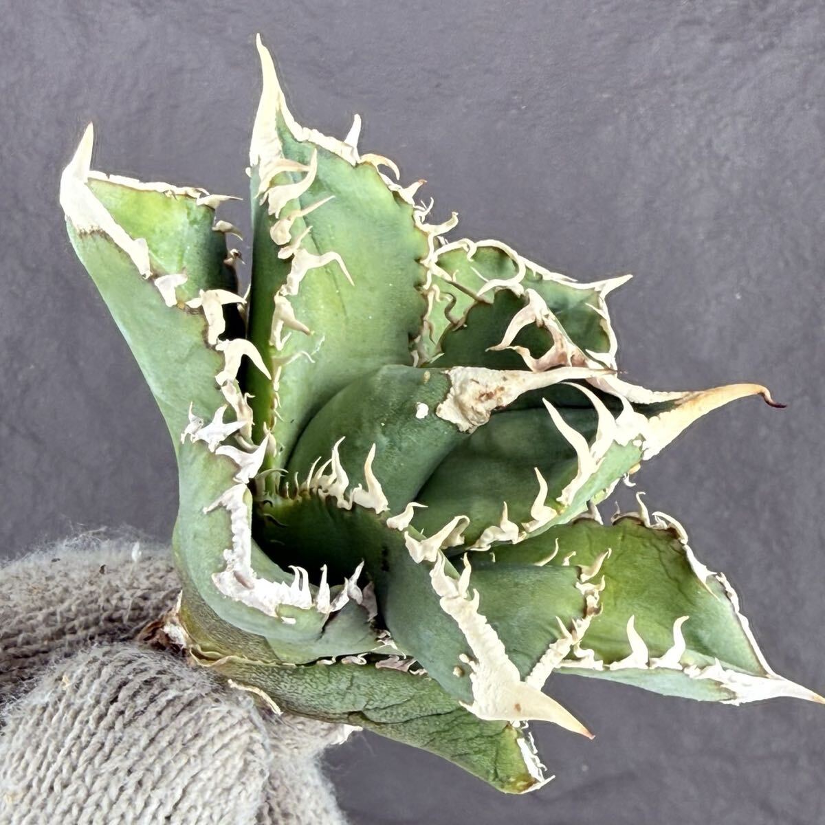 Yahoo!オークション -「アガベ 白豪刺」の落札相場・落札価格