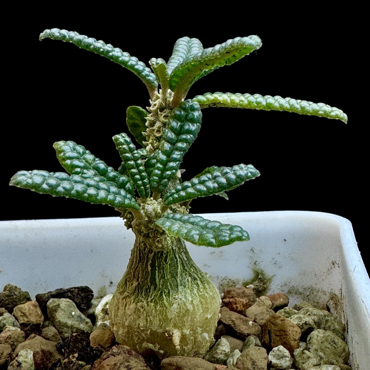 Yahoo!オークション -「ドルステニア ブラータ」の落札相場・落札価格