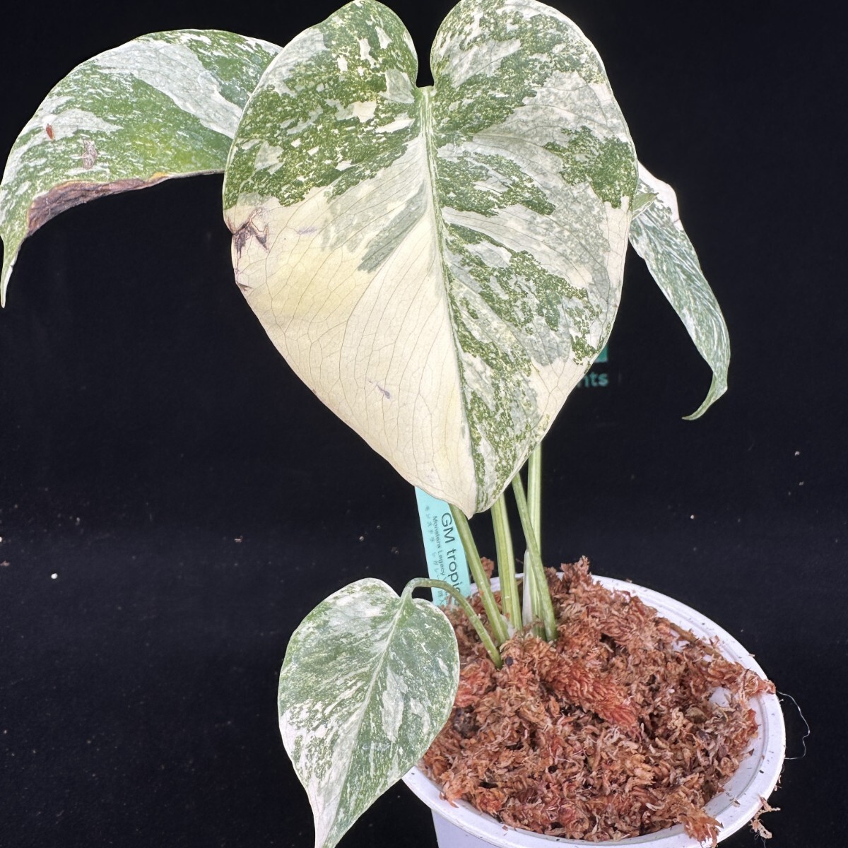 Yahoo!オークション -「モンステラレガシー」の落札相場・落札価格