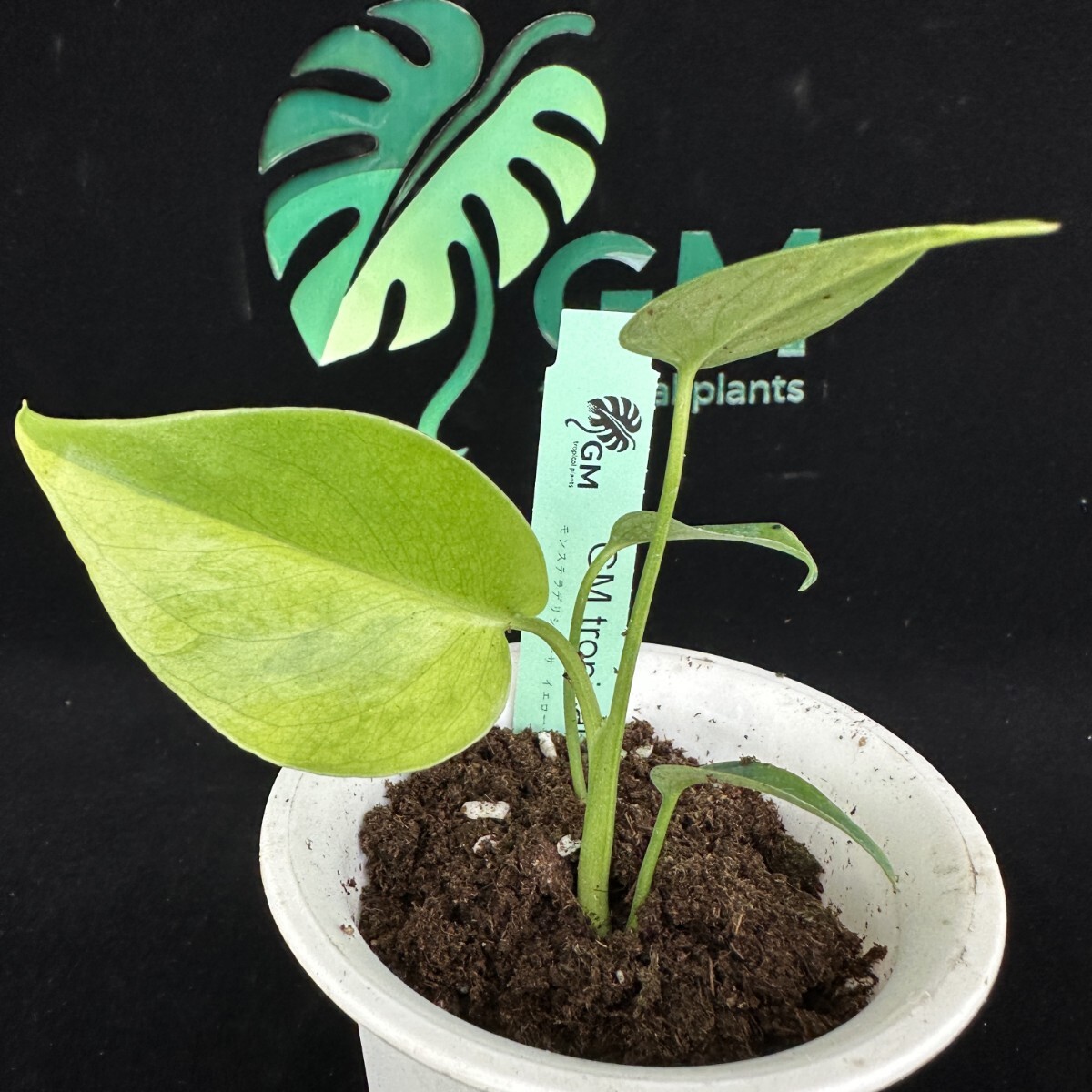 Yahoo!オークション -「モンステラ イエロー」(観葉植物) の落札相場