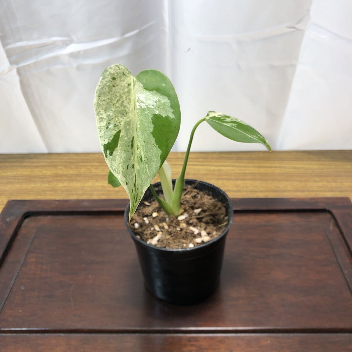 2026年最新】Yahoo!オークション -モンステラ 斑入り(観葉植物)の中古