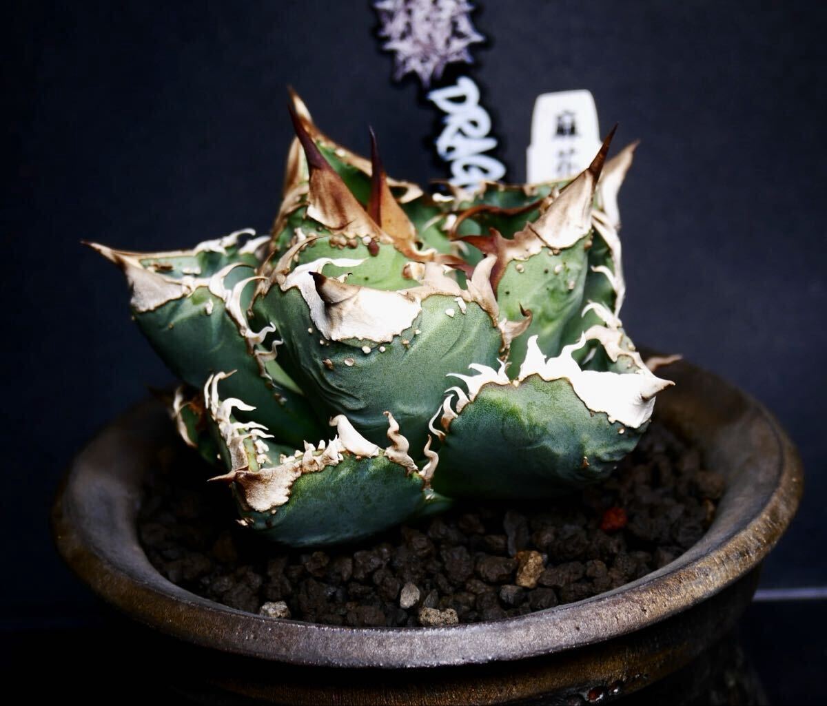 2026年最新】Yahoo!オークション -アガベ チタノタ ブツブツの中古品