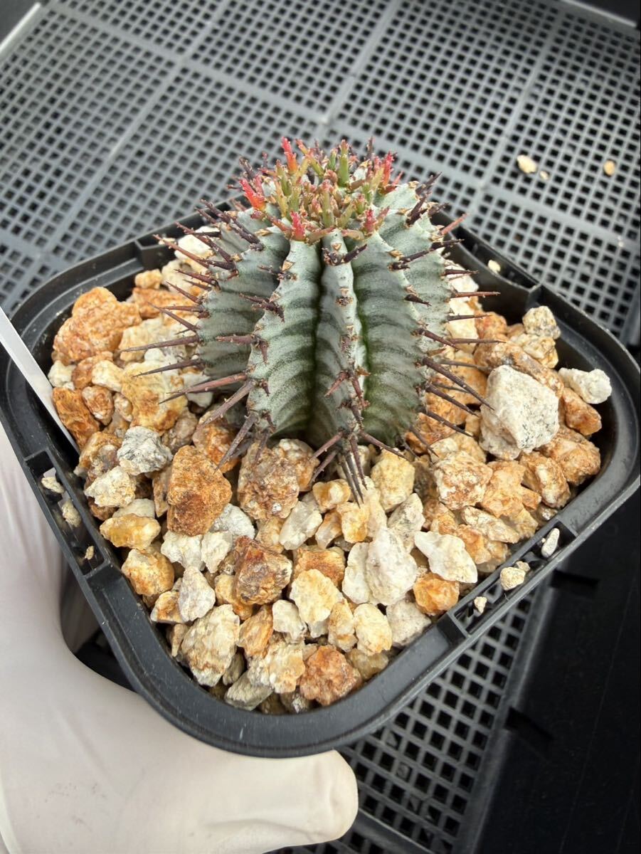 Yahoo!オークション -「ゼブラ ホリダ」の落札相場・落札価格